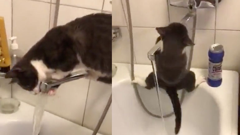 Βρύση vs γάτα