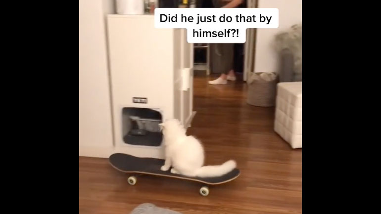 O γάτος κάνει skate στο σαλόνι