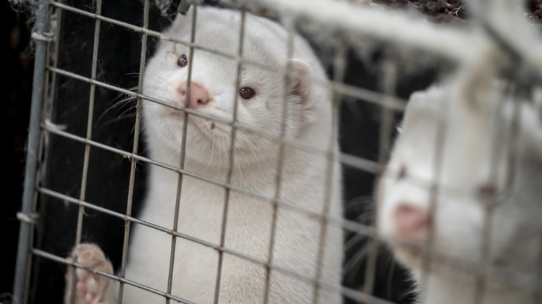 Η Δανία αντιμέτωπη με τη μεγαλύτερη έως σήμερα κρίση με αφορμή την παράνομη διαταγή εξόντωσης των μινκ