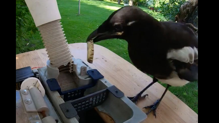 Καρακάξα χρησιμοποιεί μηχάνημα ανακύκλωσης 