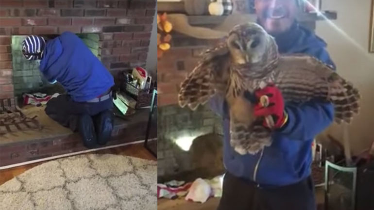 Διάσωση κουκουβάγιας μέσα από καμινάδα