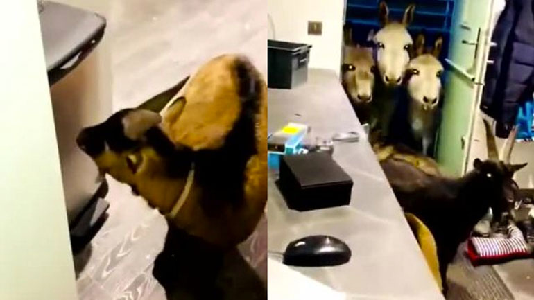 Ξέχασες να ταΐσεις τα ζώα;