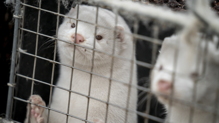 Θετικοί στον κορωνοϊό δύο εργαζόμενοι σε φάρμα βιζόν της Καστοριάς Θετικοί στον κορωνοϊό δύο εργαζόμενοι σε φάρμα βιζόν της Καστοριάς