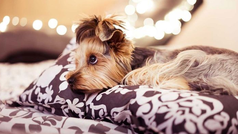 Πώς να περιποιηθείτε το σκυλάκι σας στο σπίτι