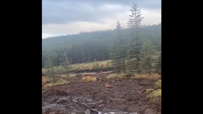 Τα δέντρα που μεταναστεύουν