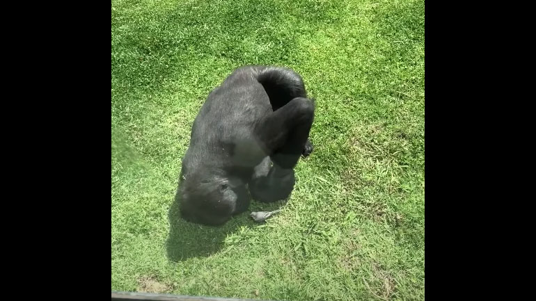 Η αντίδραση ενός γορίλλα μόλις είδε ένα τραυματισμένο πουλί