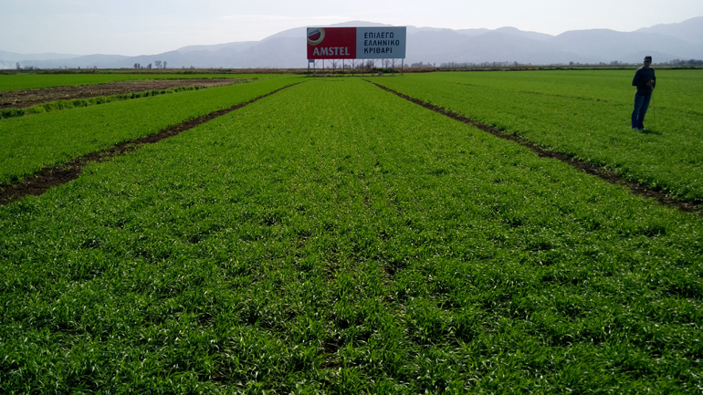 Ελληνικό κριθάρι για τις μπίρες για 13η χρονιά