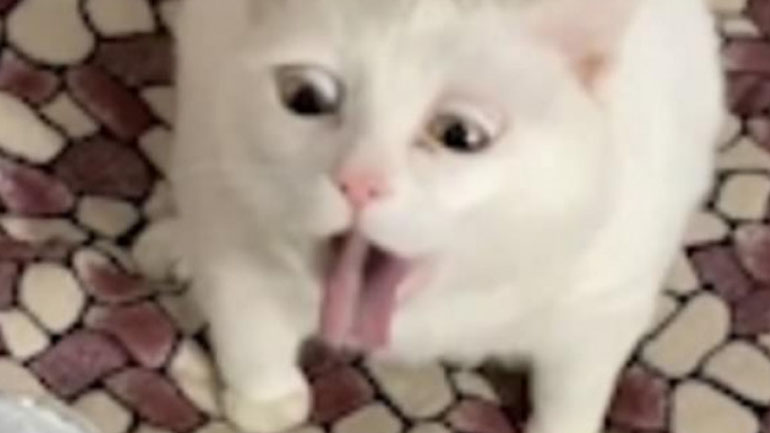 Γάτα αντιδρά στη μυρωδιά φαγητού που μισεί