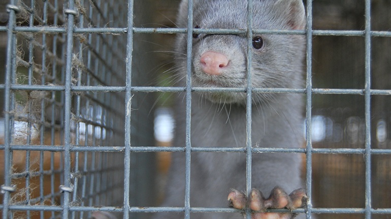 Μηδενική διασπορά Covid-19 σε φάρμες βιζόν στη Μακεδονία δείχνουν τα αποτελέσματα νέων τεστ