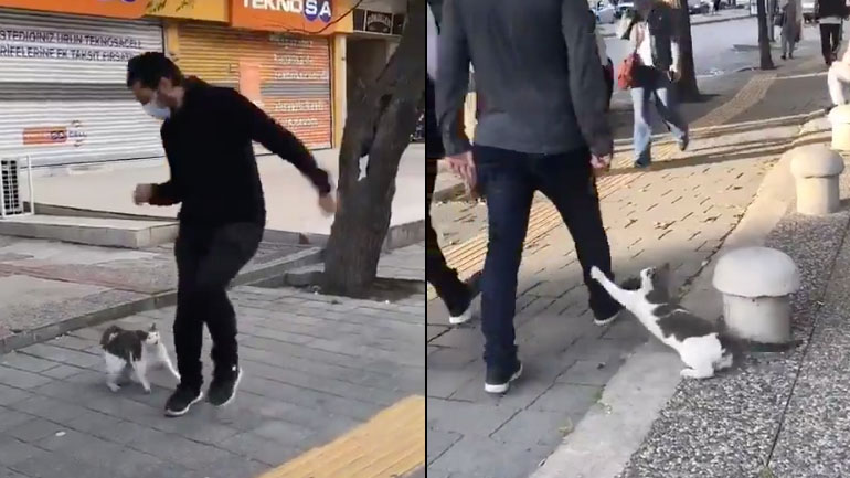 Μια γάτα επιτίθεται στους περαστικούς