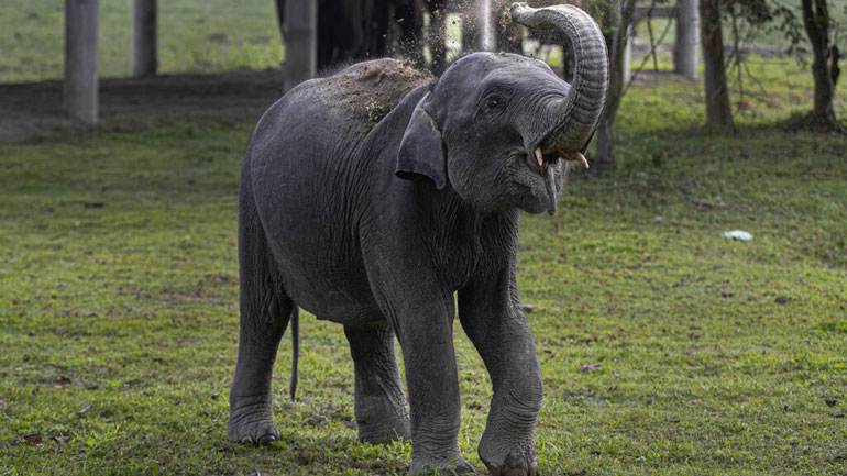 Επιχείρηση 12 ωρών για τη διάσωση ελέφαντα που είχε πέσει σε πηγάδι στην Ινδία