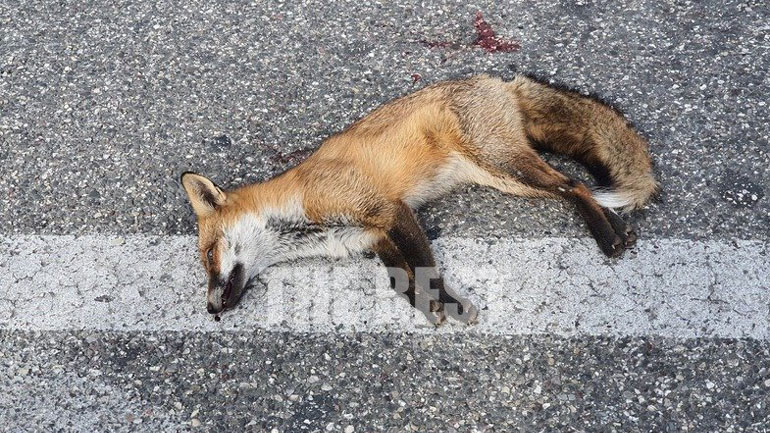 Πάτρα: Νεκρή αλεπού στην Κανελλοπούλου – Την παρέσυρε αυτοκίνητο Πάτρα: Νεκρή αλεπού στην Κανελλοπούλου – Την παρέσυρε αυτοκίνητο