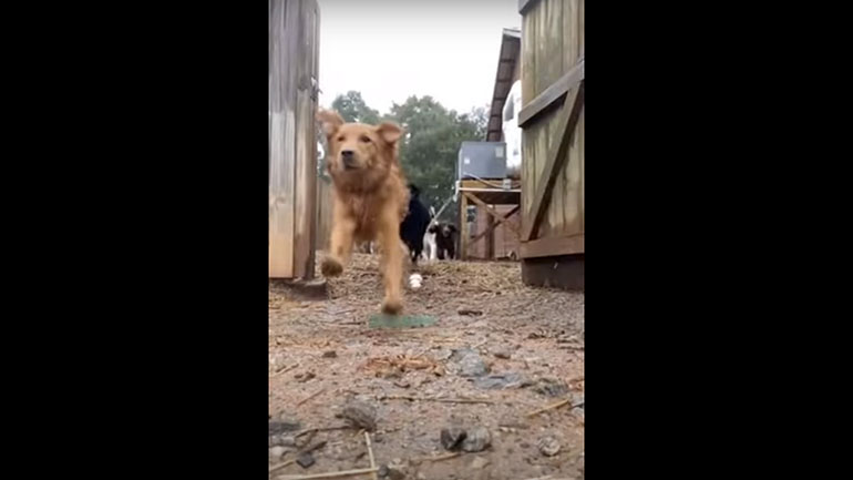 Μια… ατελείωτη αγέλη χαρούμενων σκύλων