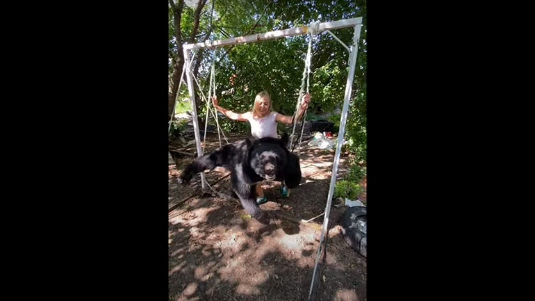 Κάνοντας κούνια μια… αρκούδα