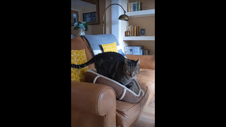 Τυπική συμπεριφορά γάτας