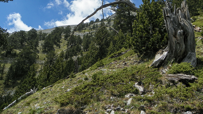 Βρέθηκαν οι δύο άνδρες που είχαν χαθεί ψάχνοντας για μανιτάρια στην Εύβοια
