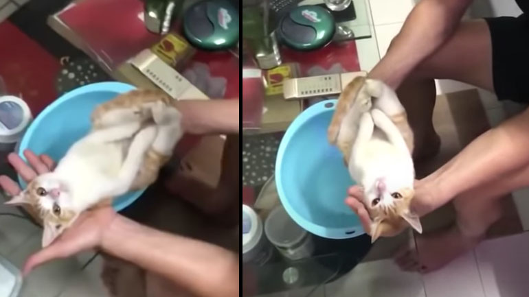 Επίδειξη για το μπάνιο ενός μωρού με μια γάτα