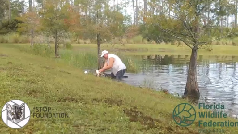 Άντρας βγάζει το κουτάβι του από το στόμα ενός αλιγάτορα
