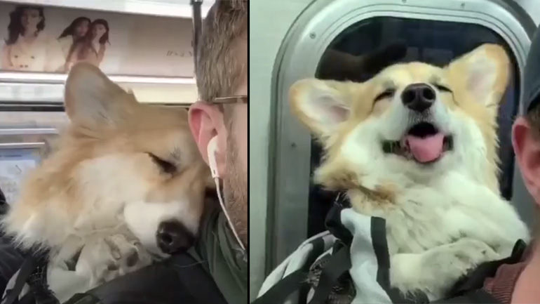 Η ζωή ενός σκύλου