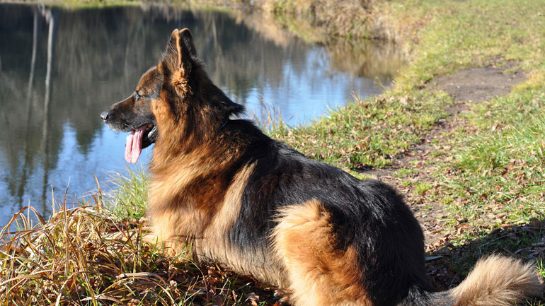 Καλούνται για «κατάταξη» στις Ένοπλες Δυνάμεις 193 στρατιωτικοί σκύλοι
