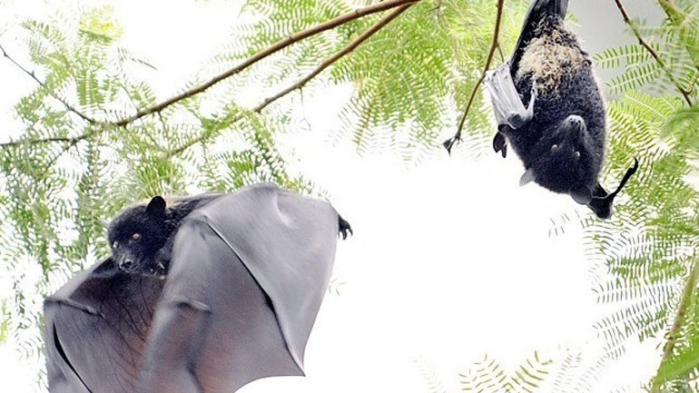 Ανακαλύφθηκαν κορωνοϊοί, συγγενικοί του SARS-CoV-2, σε νυχτερίδες