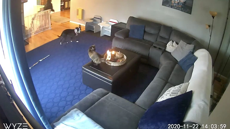 Πήρε φωτιά η ουρά της γάτας