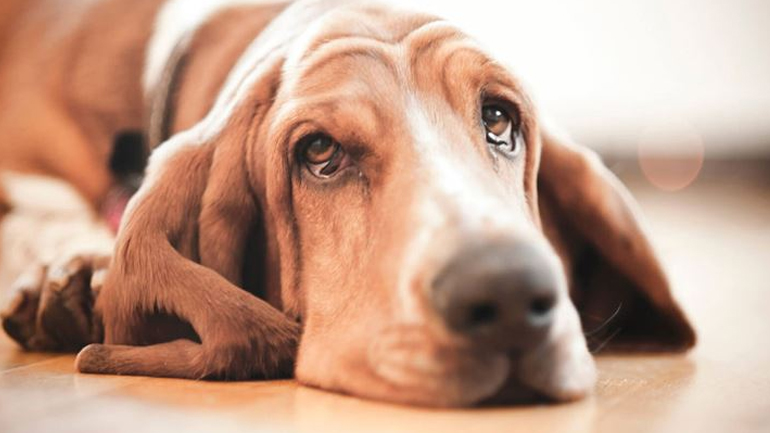 Για ποιον λόγο δακρύζει ο σκύλος μας;