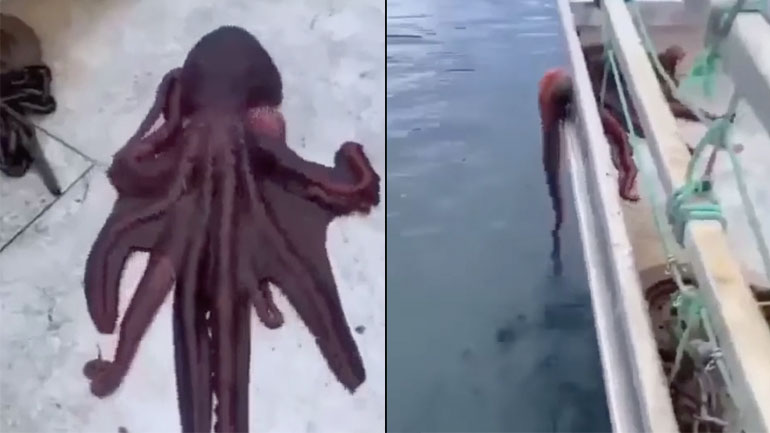 To χταπόδι την έκανε!