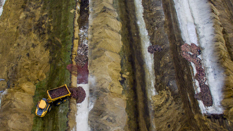 Δανία: Bιζόν-«ζόμπι» βγαίνουν από τον τάφο μετά τη μαζική σφαγή – Πως εξηγείται το φαινόμενο