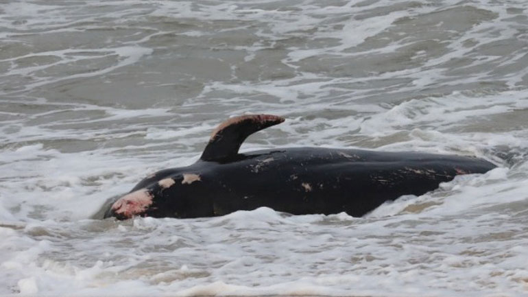 Νέα Ζηλανδία: Περίπου 100 φάλαινες νεκρές στα νησιά Κάθαμ
