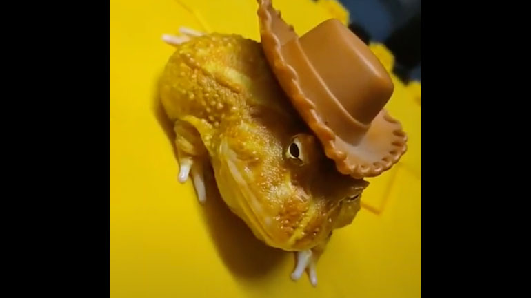 Βάτραχος καουμπόι