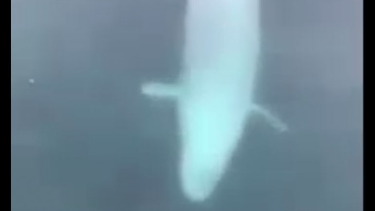 Φάλαινα επιστρέφει ένα κινητό