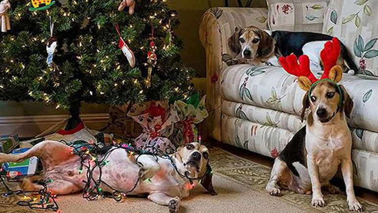 Οι κίνδυνοι που παραμονεύουν τα Χριστούγεννα για τα κατοικίδιά σας