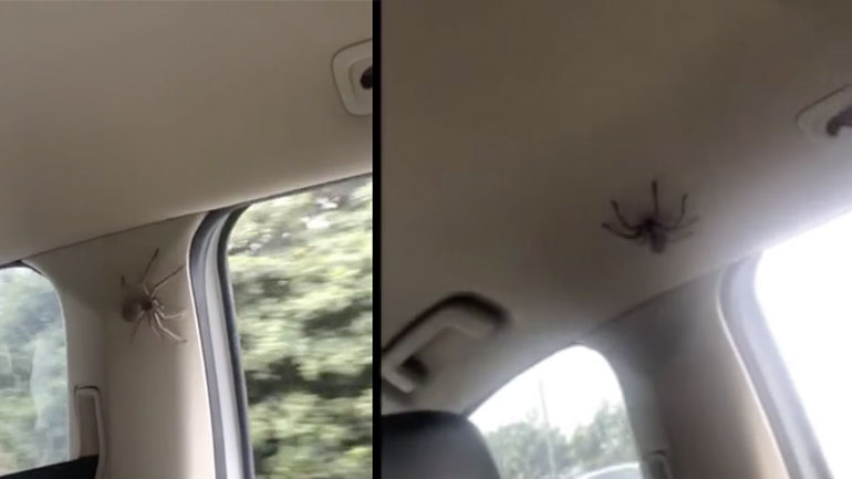 Μια αράχνη σε ένα αυτοκίνητο