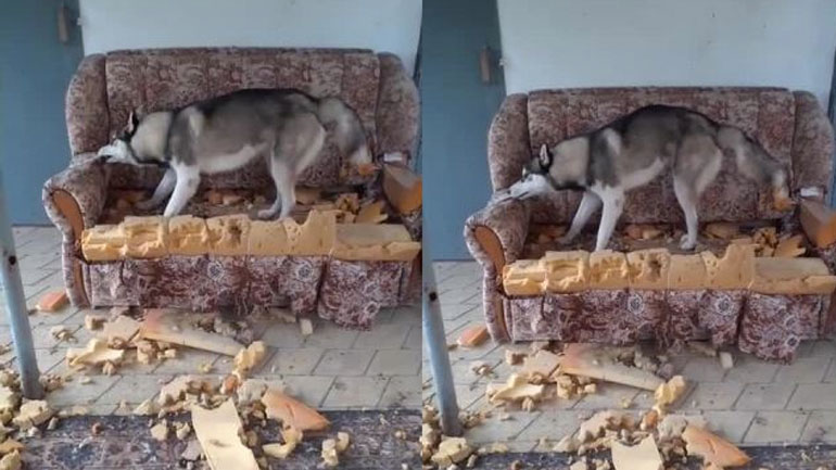 Επαγγελματική αλλαγή ταπετσαρίας