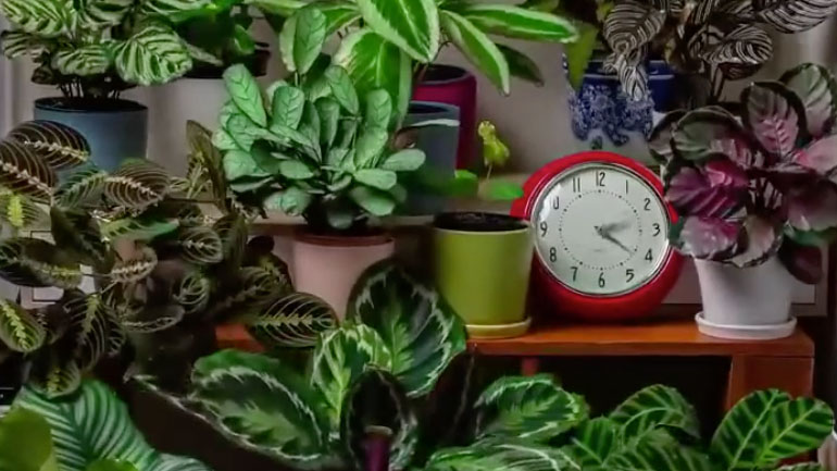 Η κίνηση των φυτών σε ένα 24ωρο