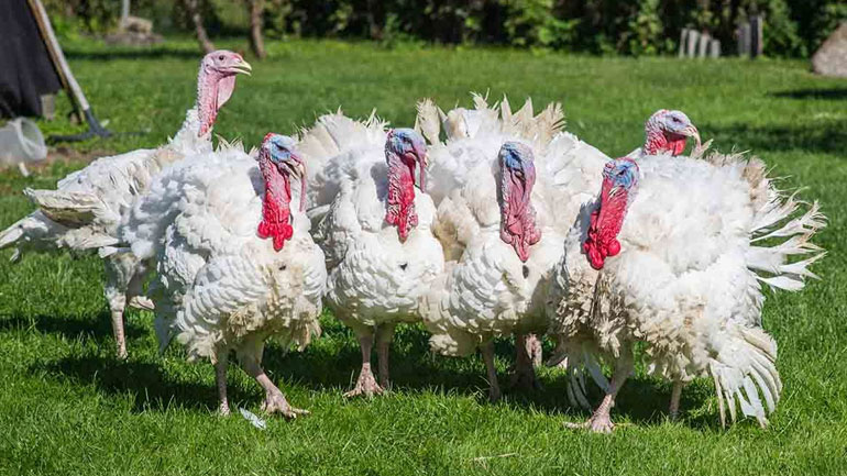 Γρίπη των πτηνών εντοπίστηκε σε μια φάρμα με γαλοπούλες στη νότια Αγγλία Γρίπη των πτηνών εντοπίστηκε σε μια φάρμα με γαλοπούλες στη νότια Αγγλία