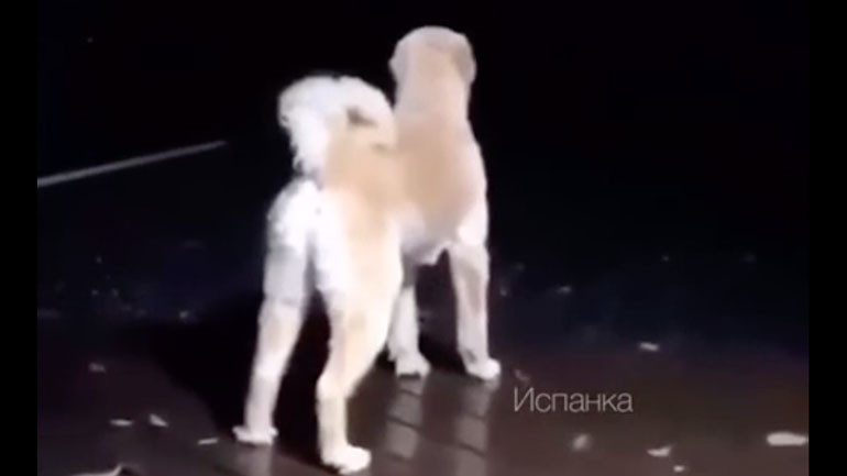 Ο σκύλος με το παράξενο γάβγισμα