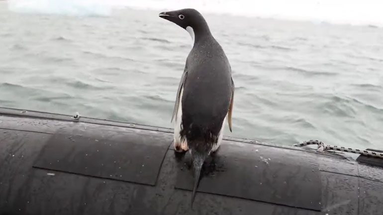 Δύο πιγκουίνοι πηδούν σε ένα φουσκωτό