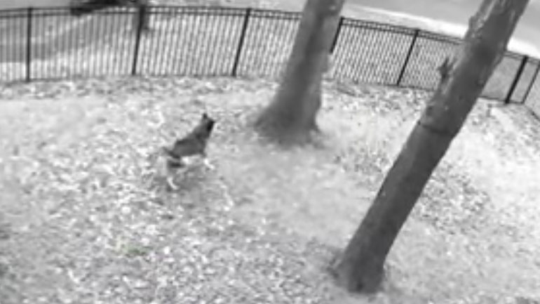 Πιάσε με αν μπορείς