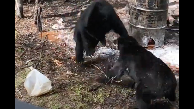 Aπίστευτη μάχη μεταξύ δύο αρκούδων
