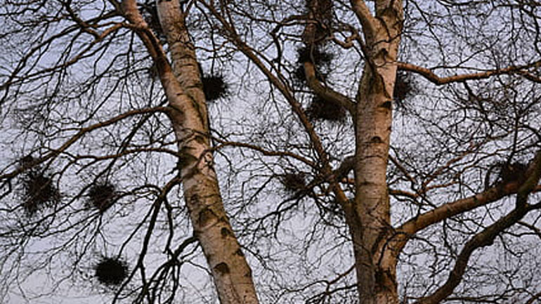 Μήνυση κατά αγνώστων από τον Δήμο Γαλατσίου για παράνομο κόψιμο δέντρων
