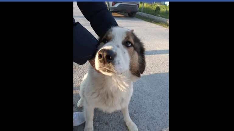 Υιοθετήστε τον Φιλαράκο κι αλλάξτε τη ζωή του – και τη δική σας!