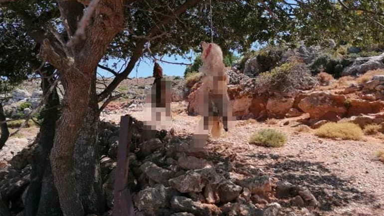 Συνελήφθη με τη μέθοδο DNA ο δράστης που έγδαρε σκυλιά στα Χανιά – Απειλεί τους φιλόζωους από το κρατητήριο!