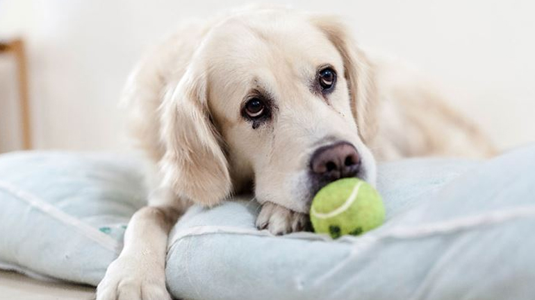 Τι να κάνουμε για να μην γαβγίζει ο σκύλος μας όταν λείπουμε