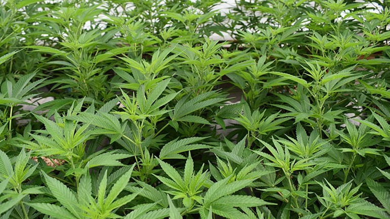 Η Ολλανδία επιλέγει με κλήρωση παραγωγούς κάνναβης