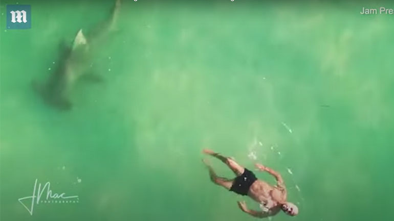 Άνδρας κολυμπούσε δίπλα σε σφυροκέφαλο καρχαρία