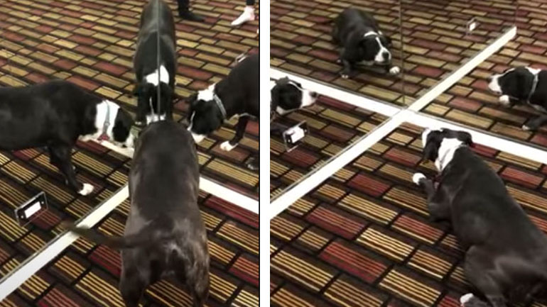 Σκύλος στέκεται μπροστά από δύο καθρέφτες