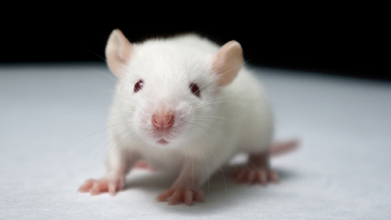 Ελπιδοφόρα ανακάλυψη: Επιστήμονες αποκατέστησαν την όραση σε τυφλά πειραματόζωα