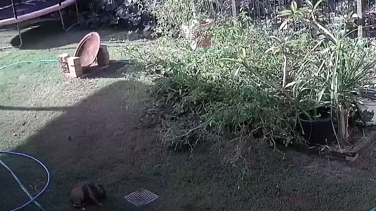 Πύθωνας επιτίθεται σε κουτάβι